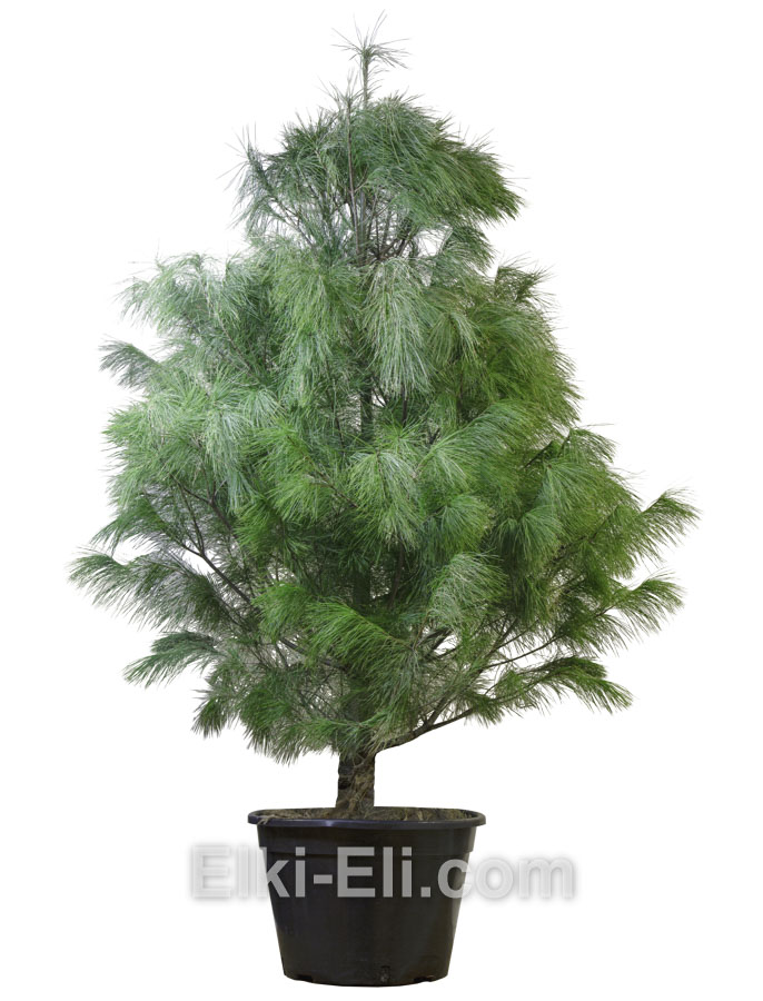 Сосна Веймутова в горшке 150-175 см, фото Сосна Веймутова в горшке 150-175 см, фото