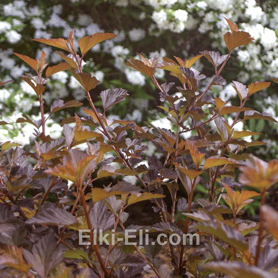 Пузыреплодник калинолистный Diable d`Or (Дьябло Дор) в горшке, фото листвы