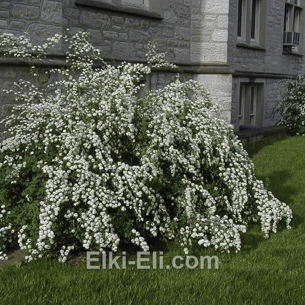 Спирея Вангутта, фото в ландшафте