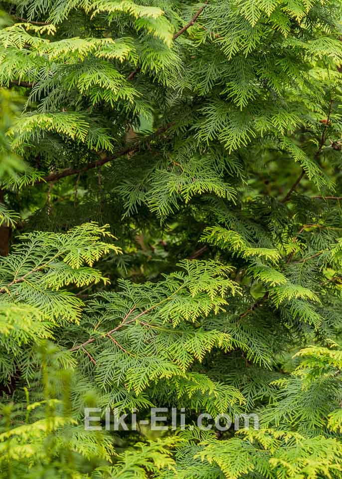 Туя брабант, фото хвои