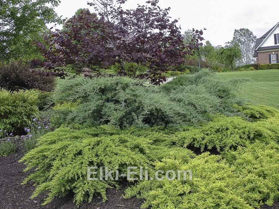 Можжевельник виргинский Grey Owl в ландшафте, фото Можжевельник виргинский Grey Owl в ландшафте, фото