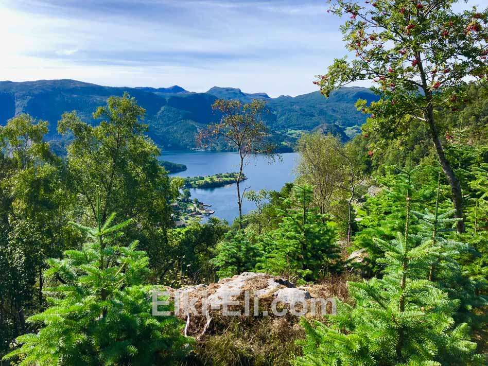 Природный ареал обитания пихты скандинавской