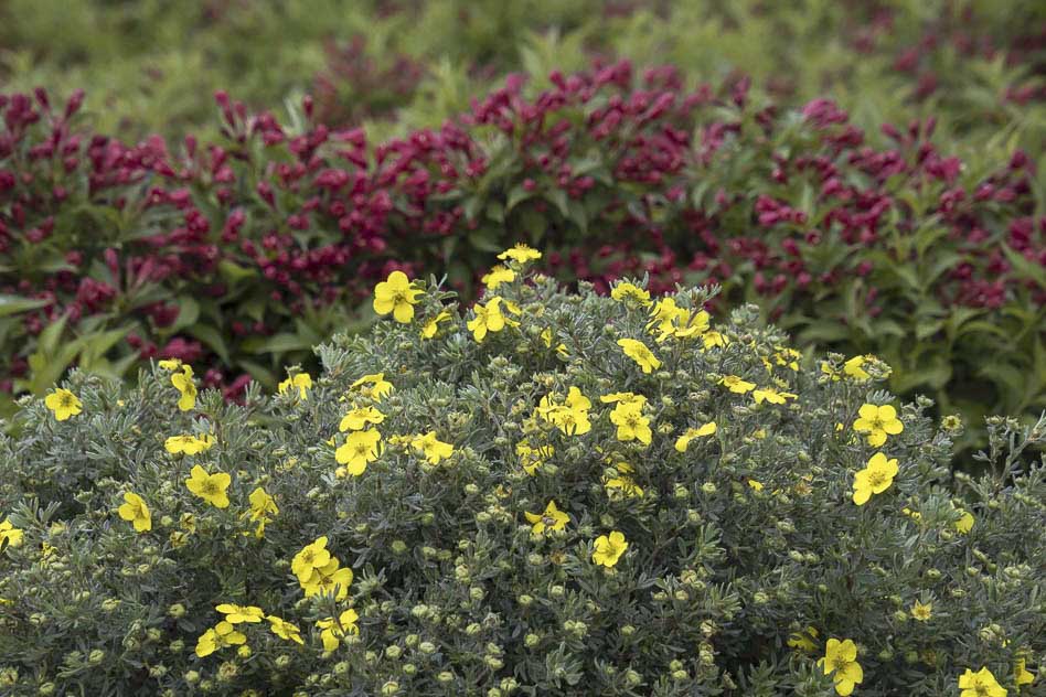 Цветы лапчатки кустарниковой Goldfinger  Цветы лапчатки кустарниковой Goldfinger