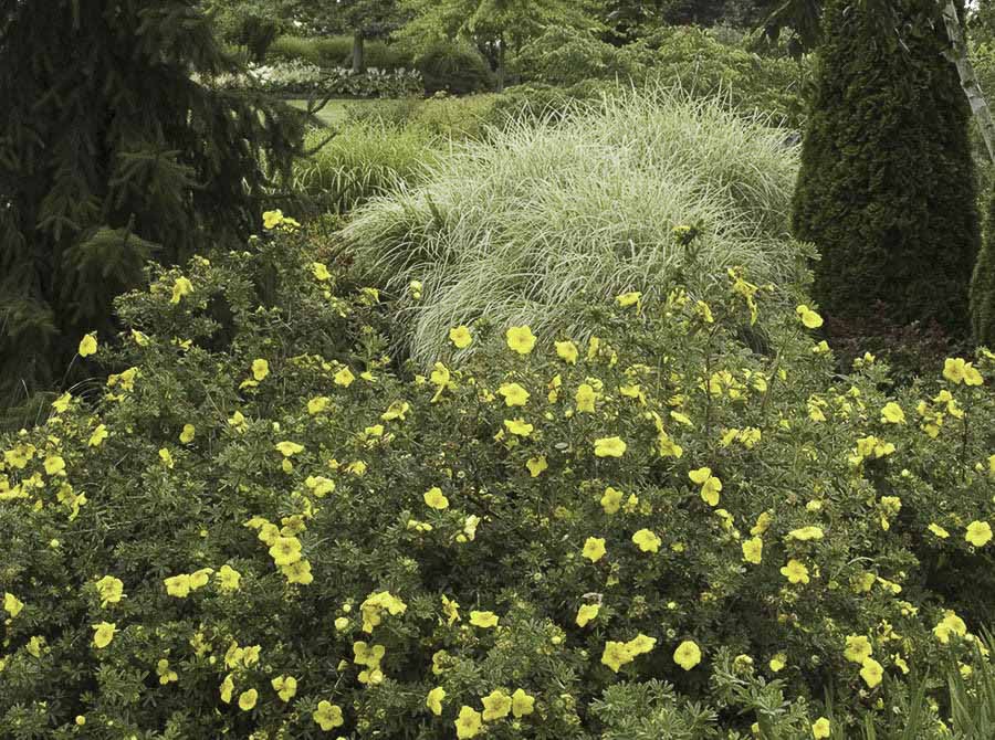 Курильский чай в клумбе Курильский чай в клумбе