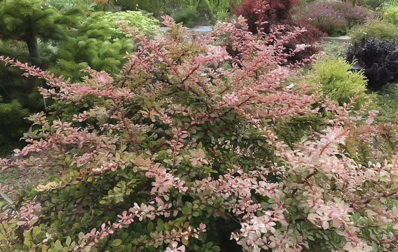 Барбарис Тунберга Natasza в саду