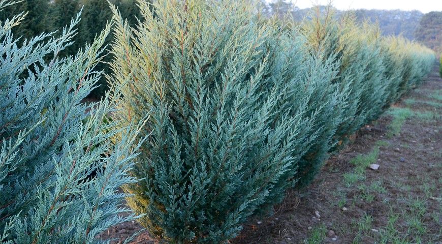 Фото можжевельника Мунглоу в питомнике
