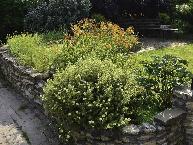 Курильский чай в ландшафте  Курильский чай в ландшафте