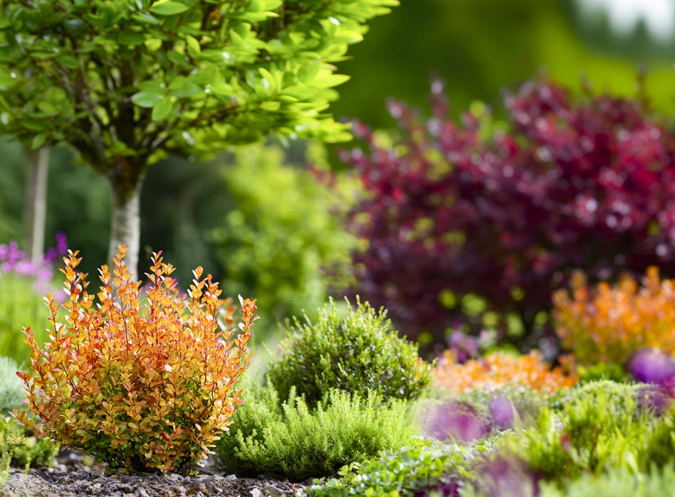 Ландшафтная композиция с Барбарисом Тунберга 'Orange ice'