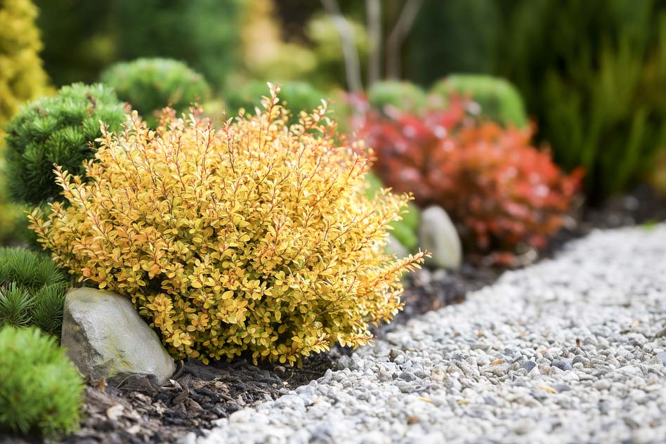 Барбарис Тунберга Diabolicum в миксбордере