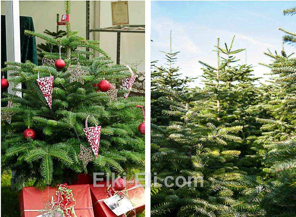 Пихта Нордмана - Рождественское дерево премиум качества