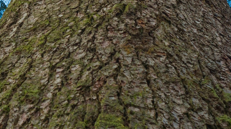 Кора ели норвежской.