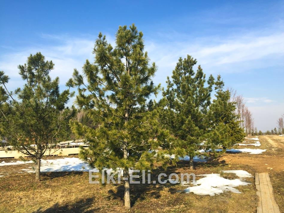 Кедр сибирский в питомнике растений