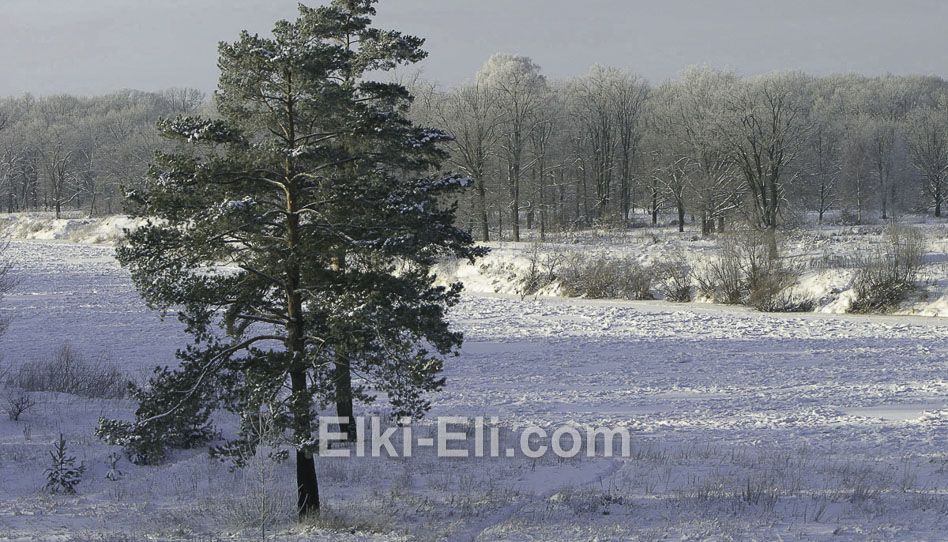 Сосна русская в естественной среде
