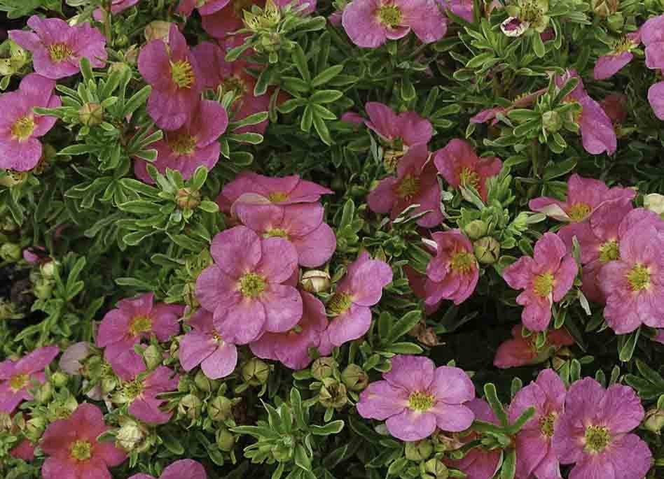 Цветки лапчатки Bellissima