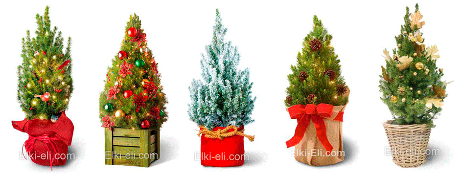 Празднично украшенные елочки Коники в оригинальных кашпо и упаковке.