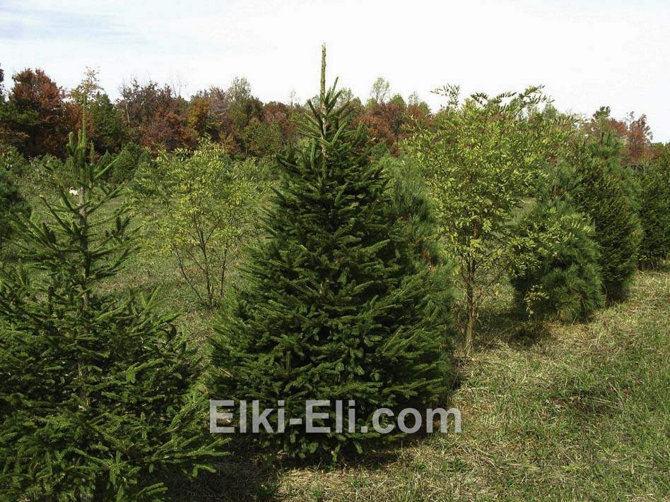 Ель удмуртская в питомнике