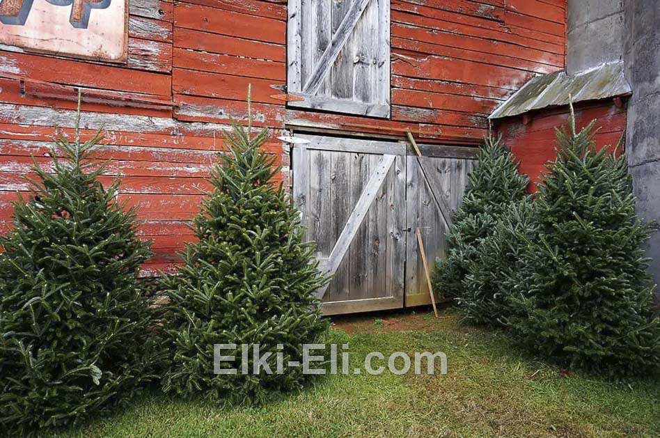 Пихта Фразера - элитная новогодняя елочка Пихта Фразера - элитная новогодняя елочка