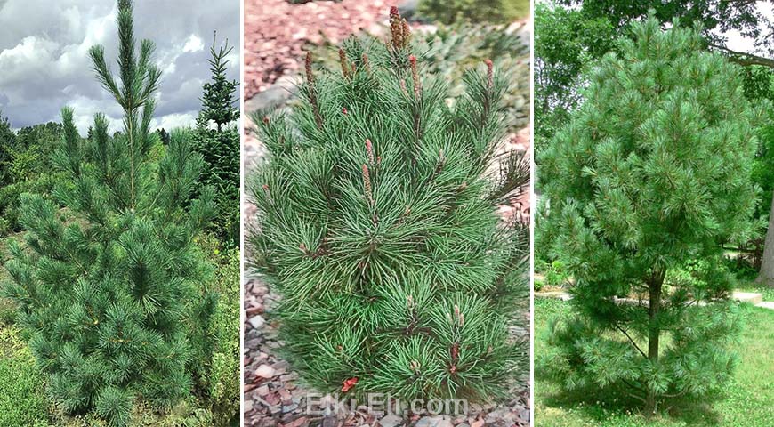Сосна румелийская Цезарини (Лат. Pinus peuce Cesarini)