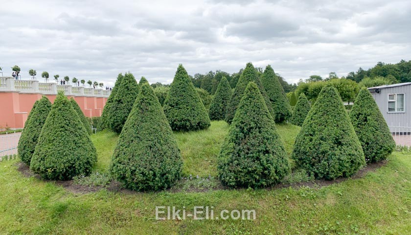 Ель коника в ландшафтном дизайне Ель коника в ландшафтном дизайне