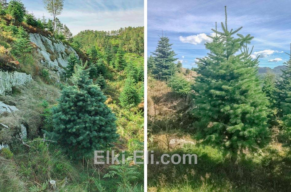 Пихта Cкандинавская в естественной среде