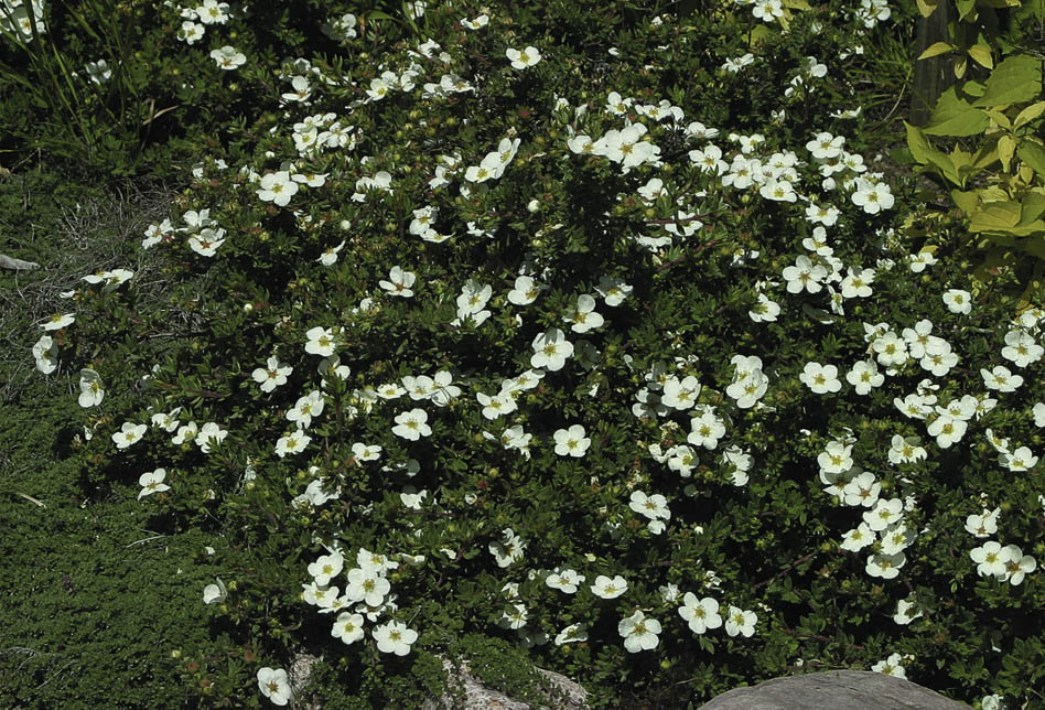 Лапчатка кустарниковая в дикой природе Дазифора кустарниковая в дикой природе
