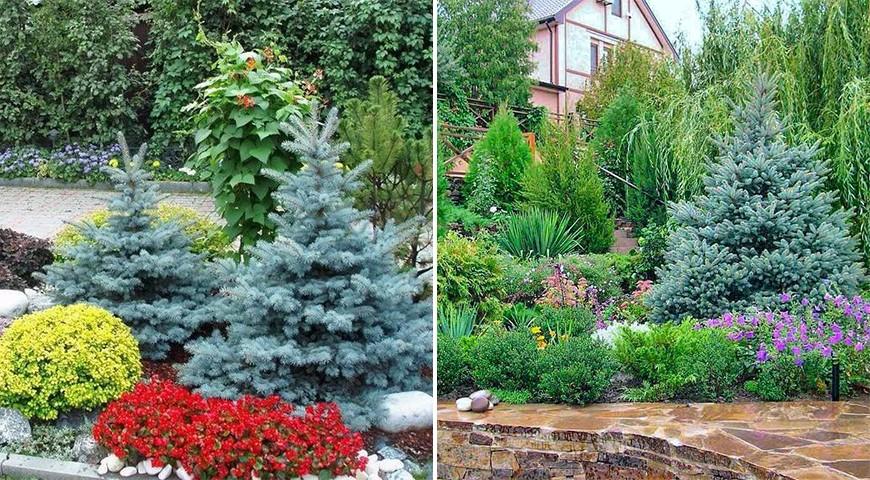 Ель колючая Фат Альберт на участке