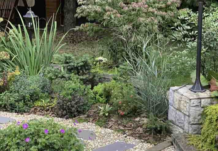 Дазифора кустарниковая в ландшафте