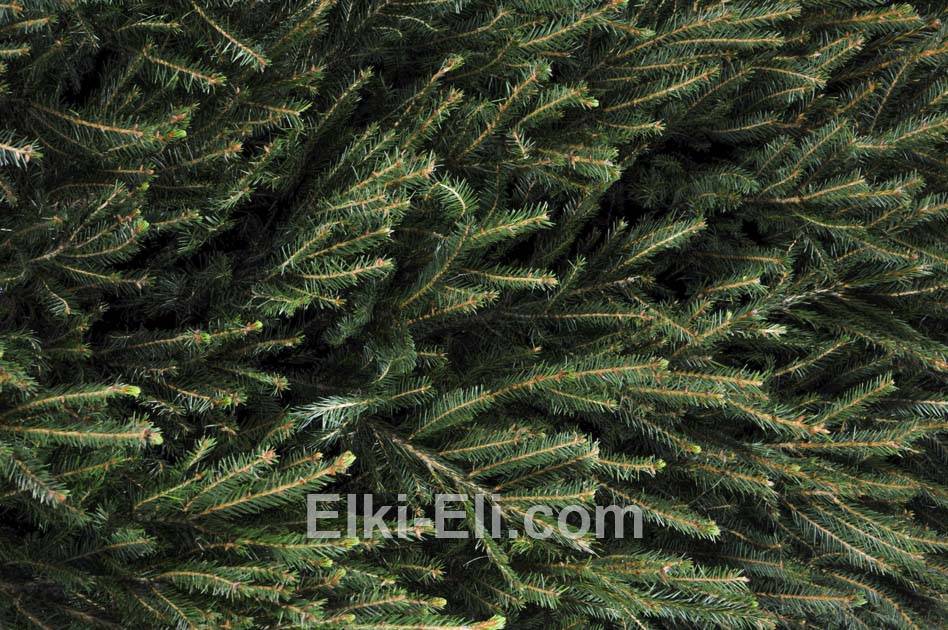 Хвоя ели Норвежской