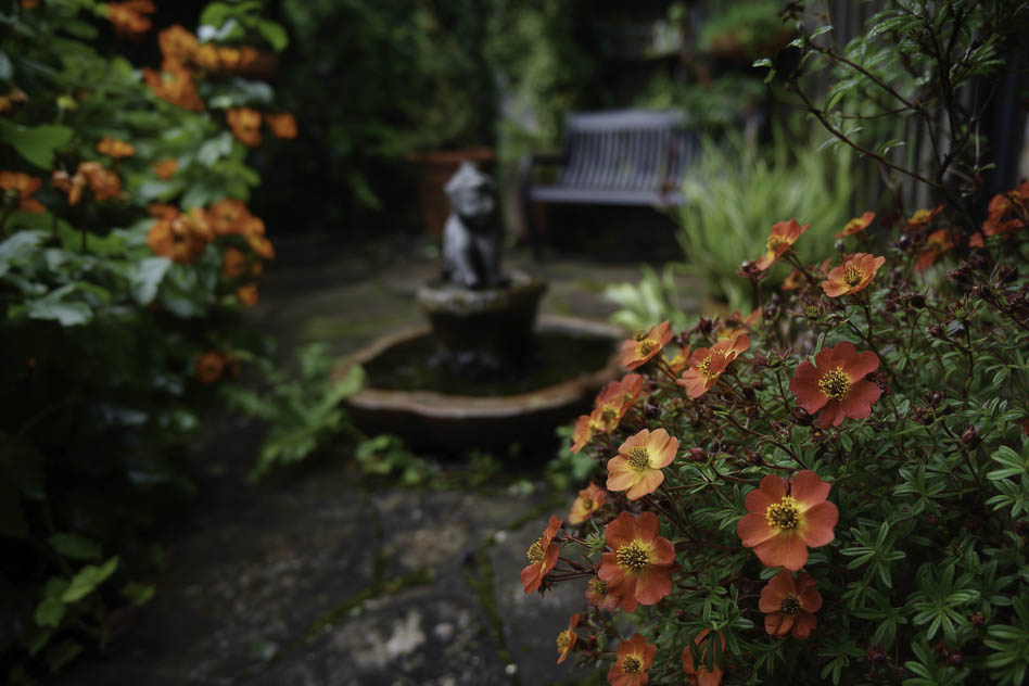 Лапчатка кустарниковая Red Ace в ландшафтной композиции Лапчатка кустарниковая Red Ace в ландшафтной композиции