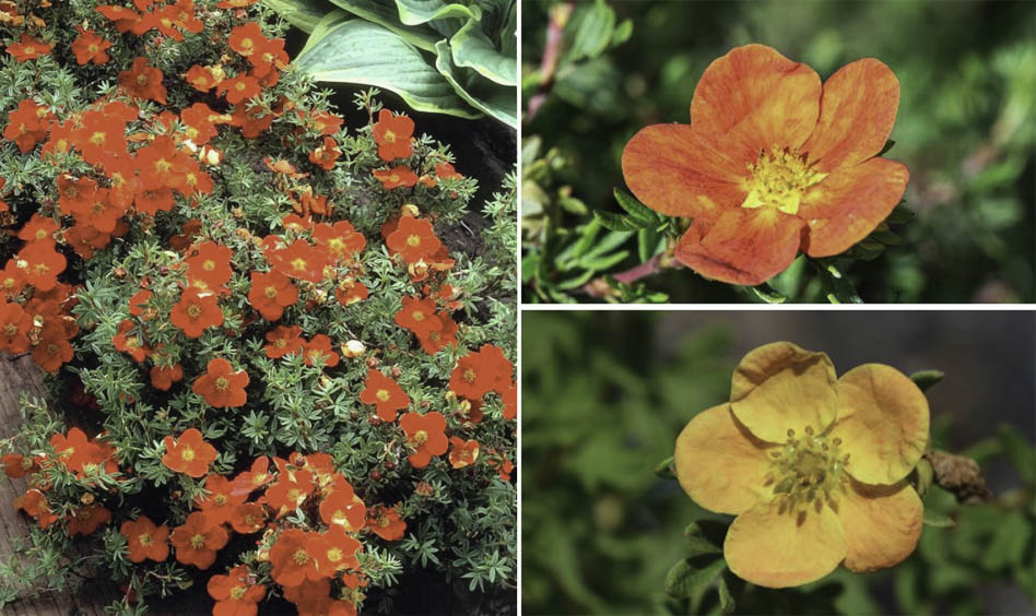 Меняющиеся с возрастом цветы лапчатки кустарниковой  Меняющиеся с возрастом цветы лапчатки кустарниковой