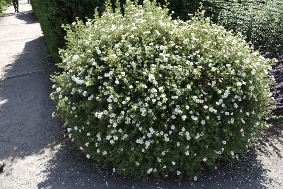 Топиарный куст лапчатки кустарниковой Abbotswood Топиарный куст лапчатки кустарниковой Abbotswood