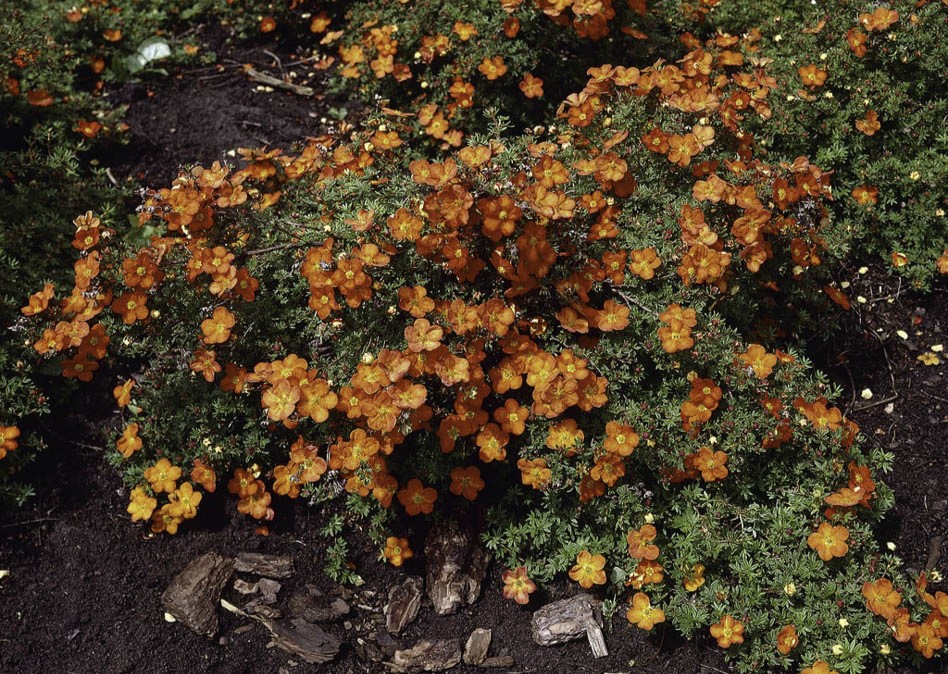 Лапчатка кустарниковая в дикой природе Лапчатка кустарниковая в дикой природе