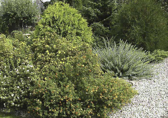 Разные виды дазифоры кустарниковой в композиции Разные виды дазифоры кустарниковой в композиции