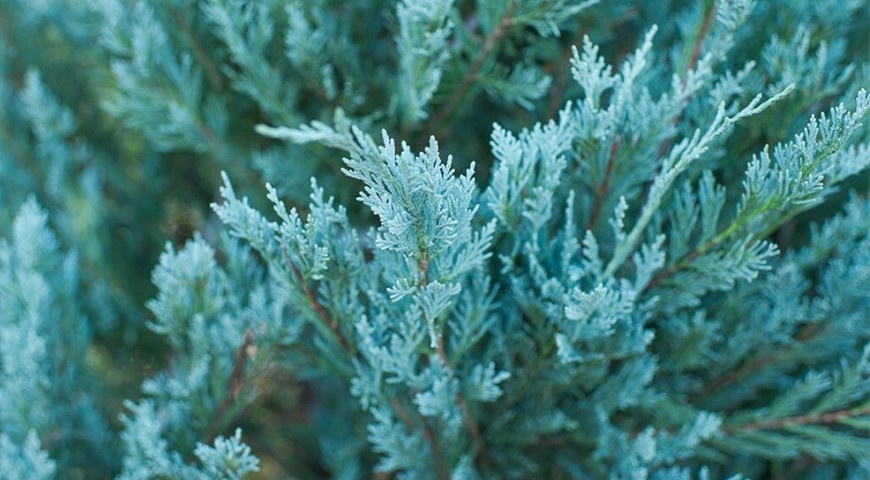 Фото хвои можжевельника Мунглоу