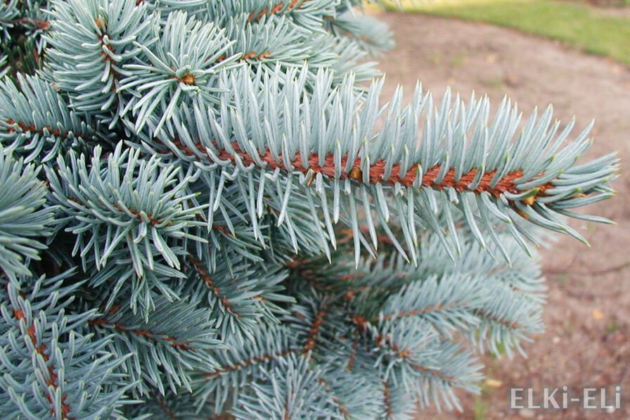 Ель голубая американская Ель голубая американская