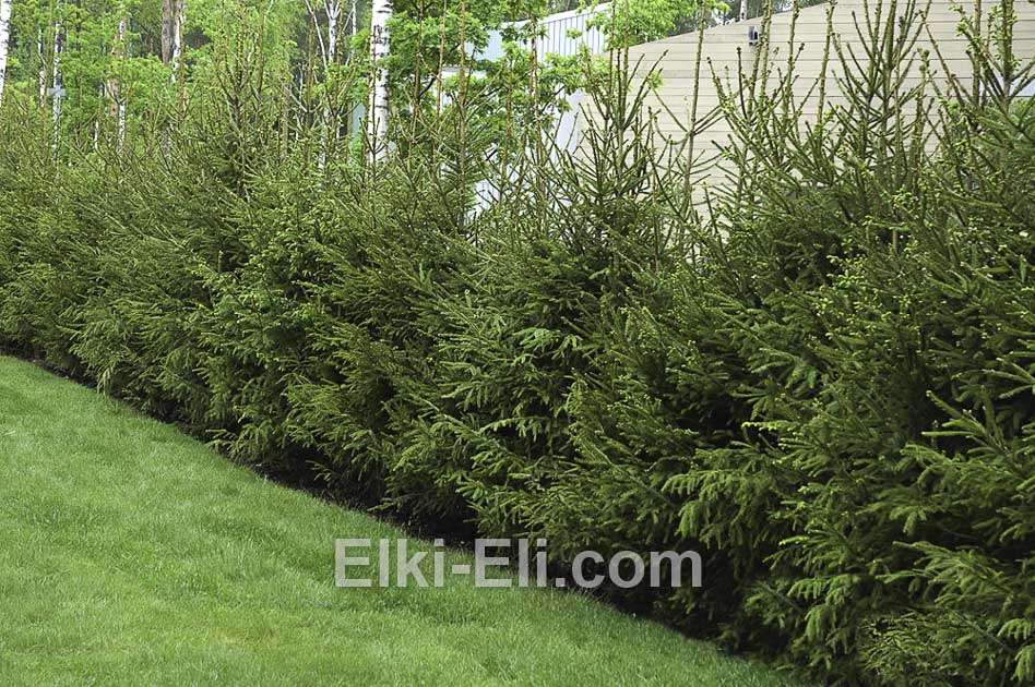Живая изгородь из ели удмуртской