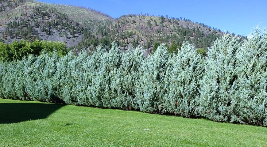 Можжевельник Мунглоу в качестве живой изгороди