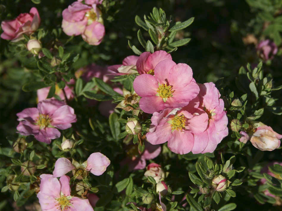 Цветки лапчатки кустарниковой Lovely Pink Цветки лапчатки кустарниковой Lovely Pink