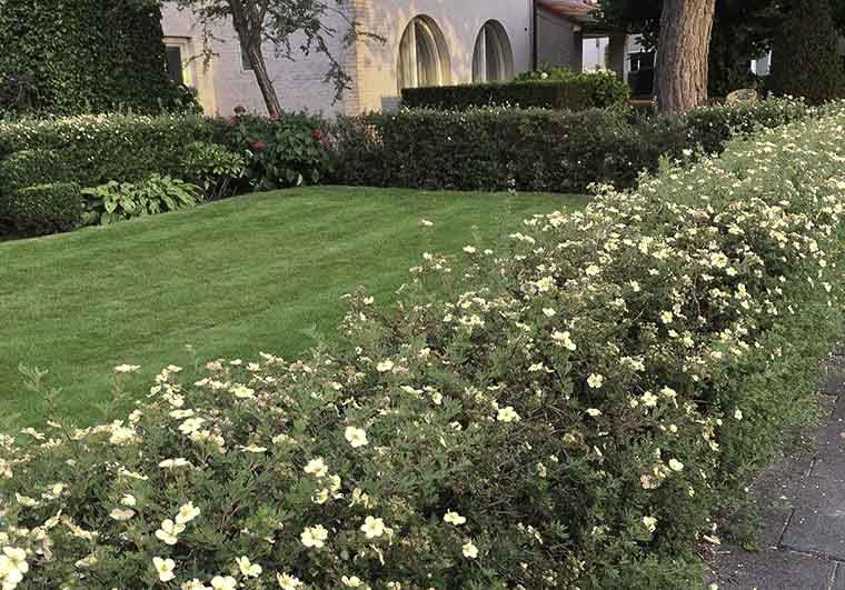 Живая изгородь из лапчатки кустарниковой  Живая изгородь из лапчатки кустарниковой