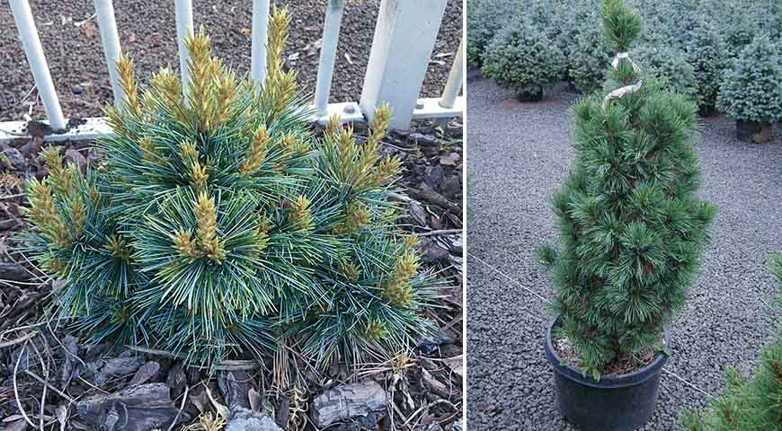 Блю болл (Лат. Pinus koraiensis Blue Ball), Глаука компакта (Лат. Pinus cembra Glauca)