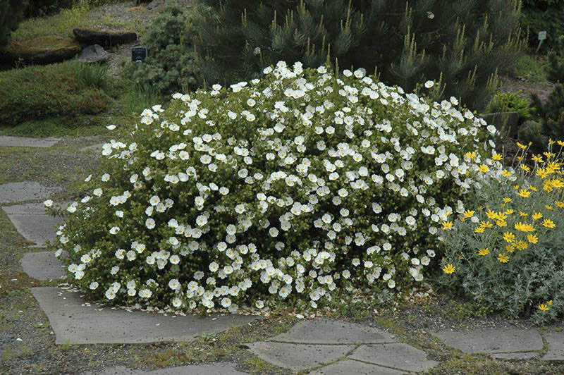 Лапчатка кустарниковая Snowflake в клумбе Лапчатка кустарниковая Snowflake в клумбе