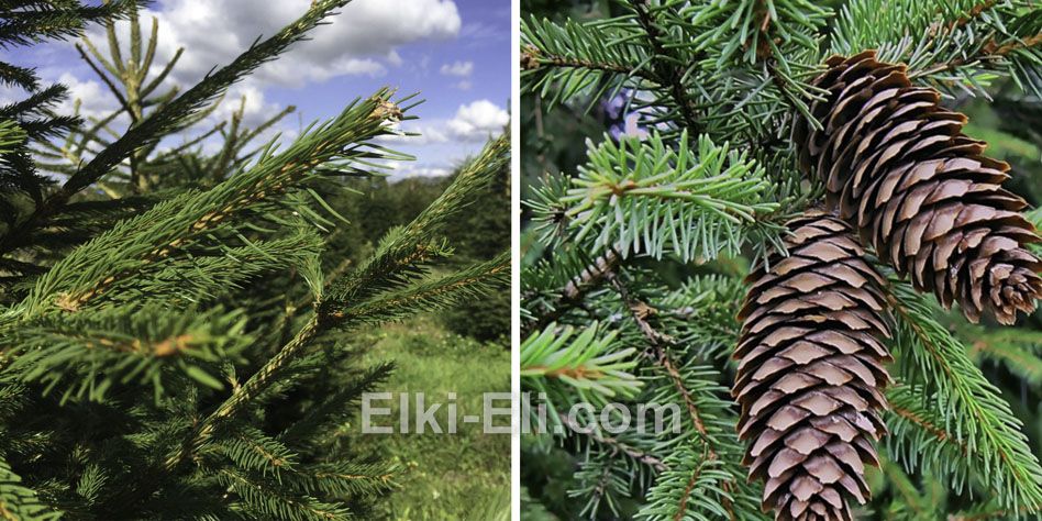 Хвоя и шишки ели русской