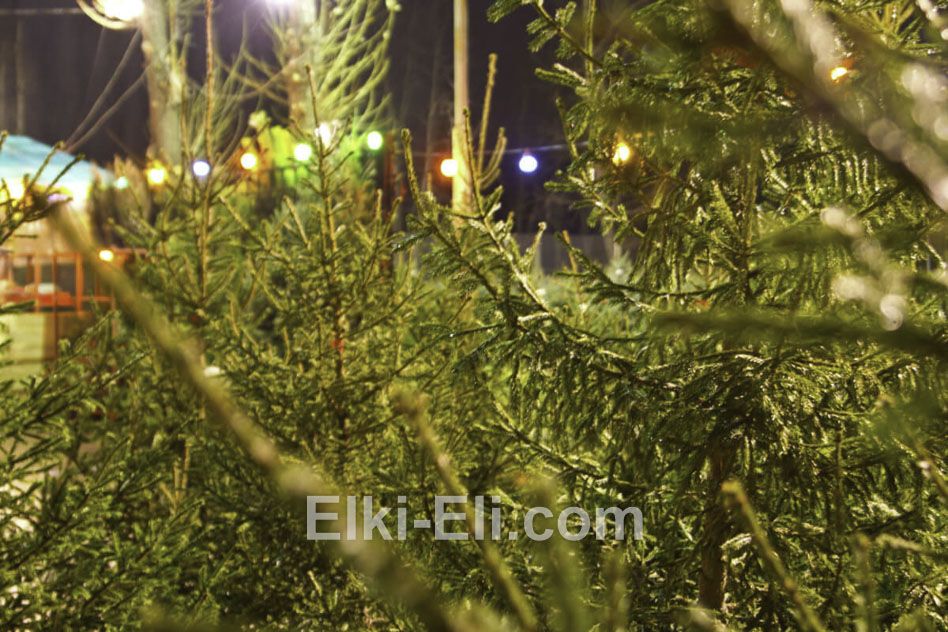 Очарование зимы на ёлочном базаре вместе с елью русской