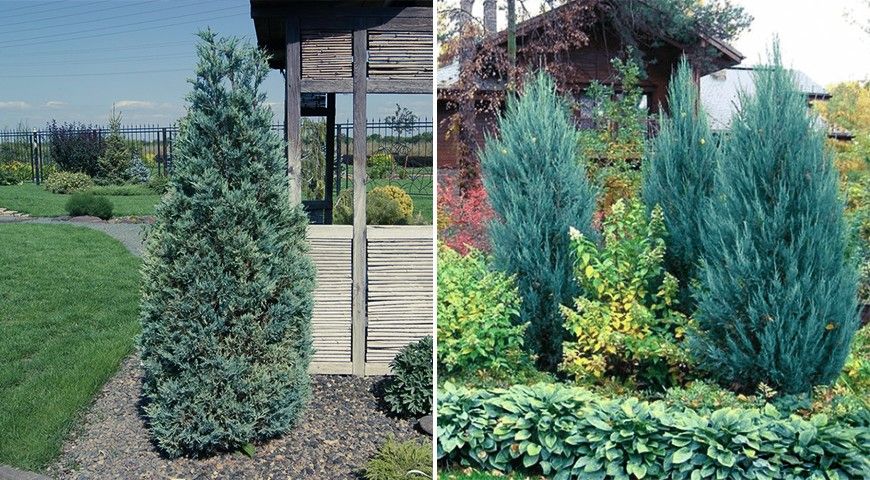 Можжевельник Мунглоу ландшафтный дизайн