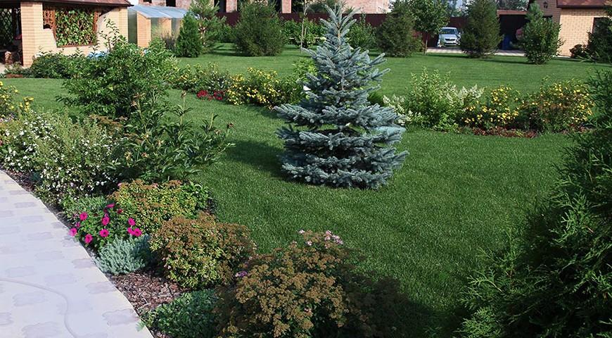 Ель голубая Эдит в ландшафте Ель голубая Эдит в ландшафте