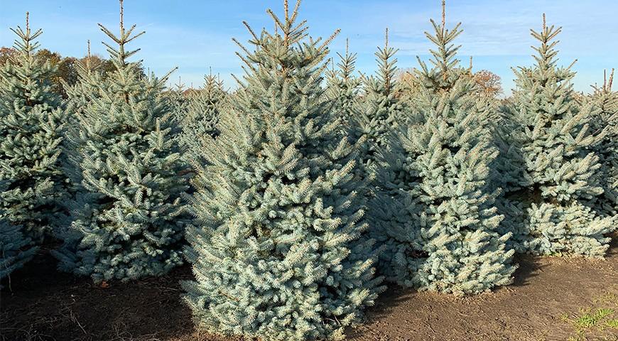 Ель голубая Эдит в питомнике Ель голубая Эдит в питомнике