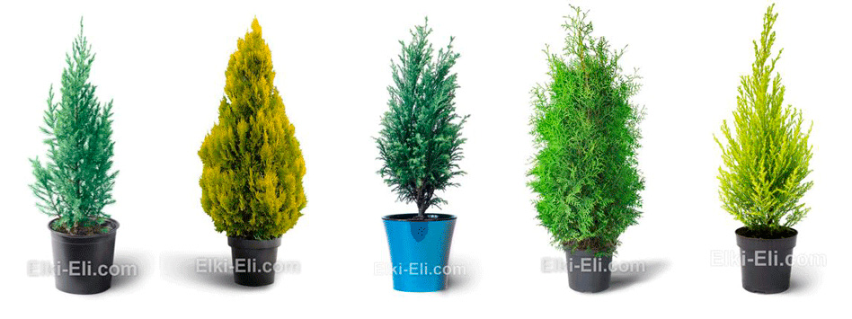 Можжевельники, туи и кипарисовики - оригинальная альтернатива классической елочке.