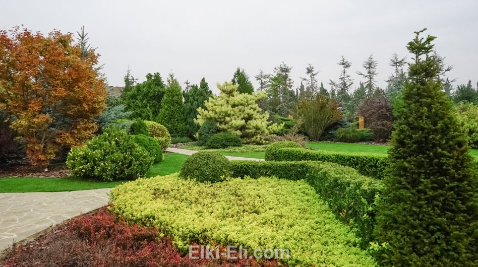 Ель норвежская в композиции с живой изгородью.