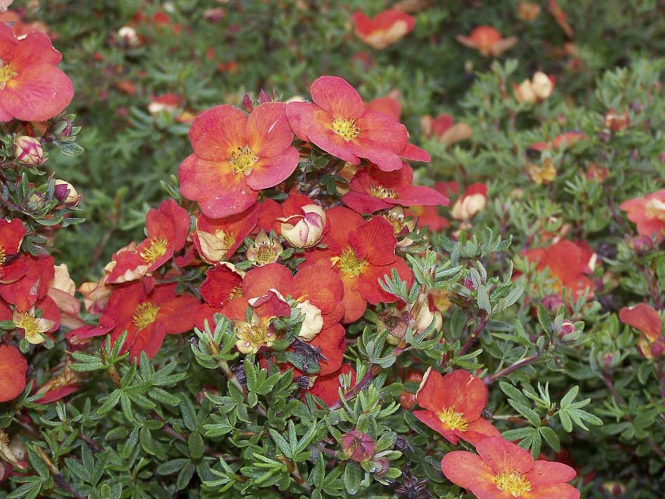 Цветы лапчатки кустарниковой Marian Red Robin