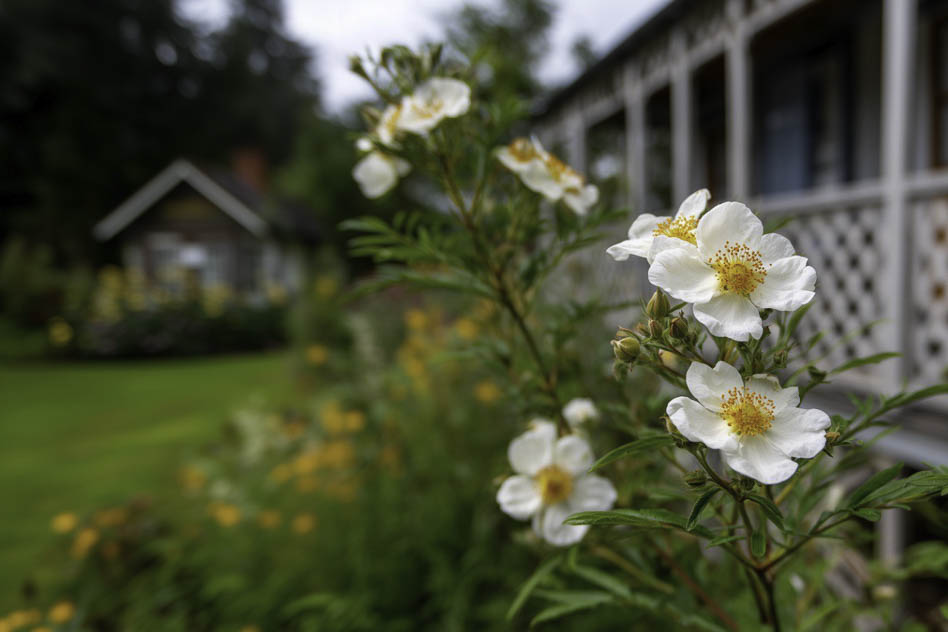 Курильский чай на участке Курильский чай на участке
